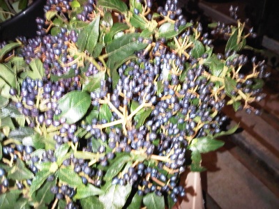 viburnum blue berry